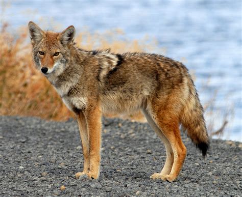 Coyote .